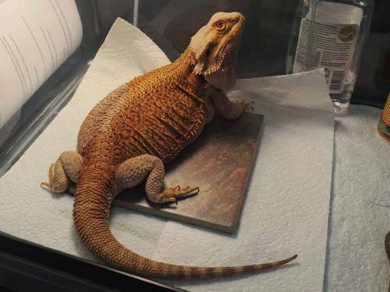 Repticon Reptile and Exotic Animal Show